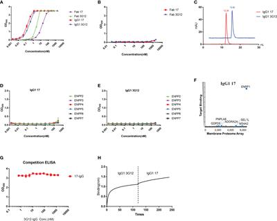 Human antibodies targeting ENPP1 as candidate therapeutics for cancers